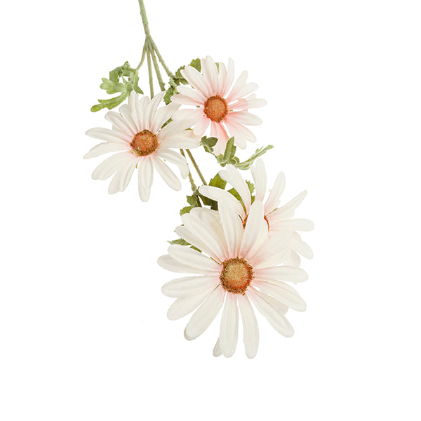 Branca daisy