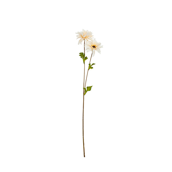 Branca dalia