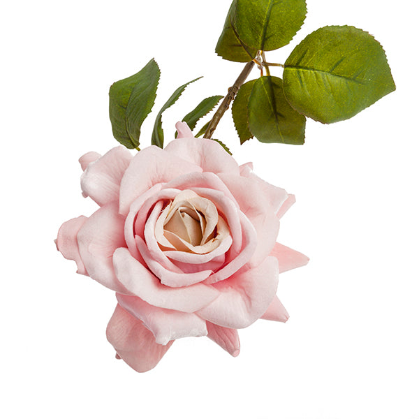 Branche de rose