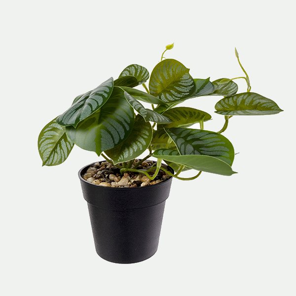 Calathea com base