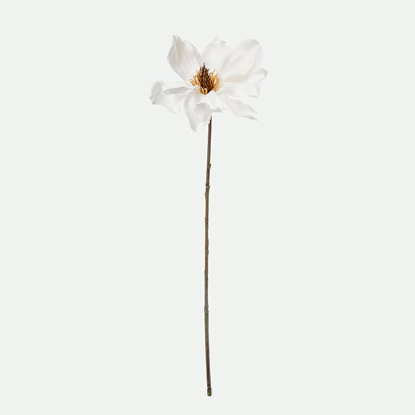 Clematis