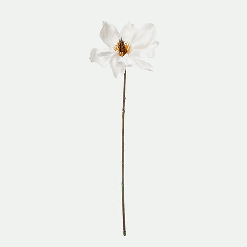 Clematis