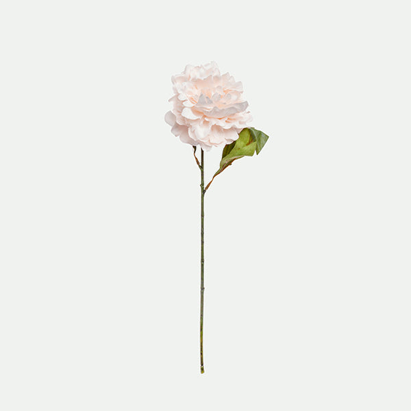 Peony