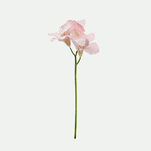 Amarilis 56cm Rs.