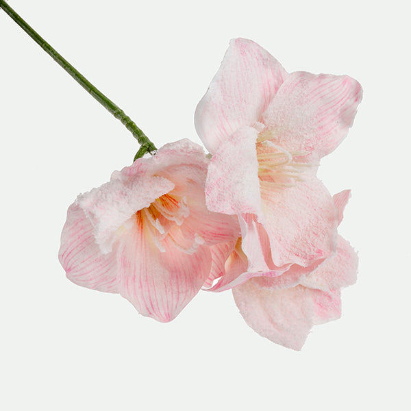 Amarilis 56cm Rs.
