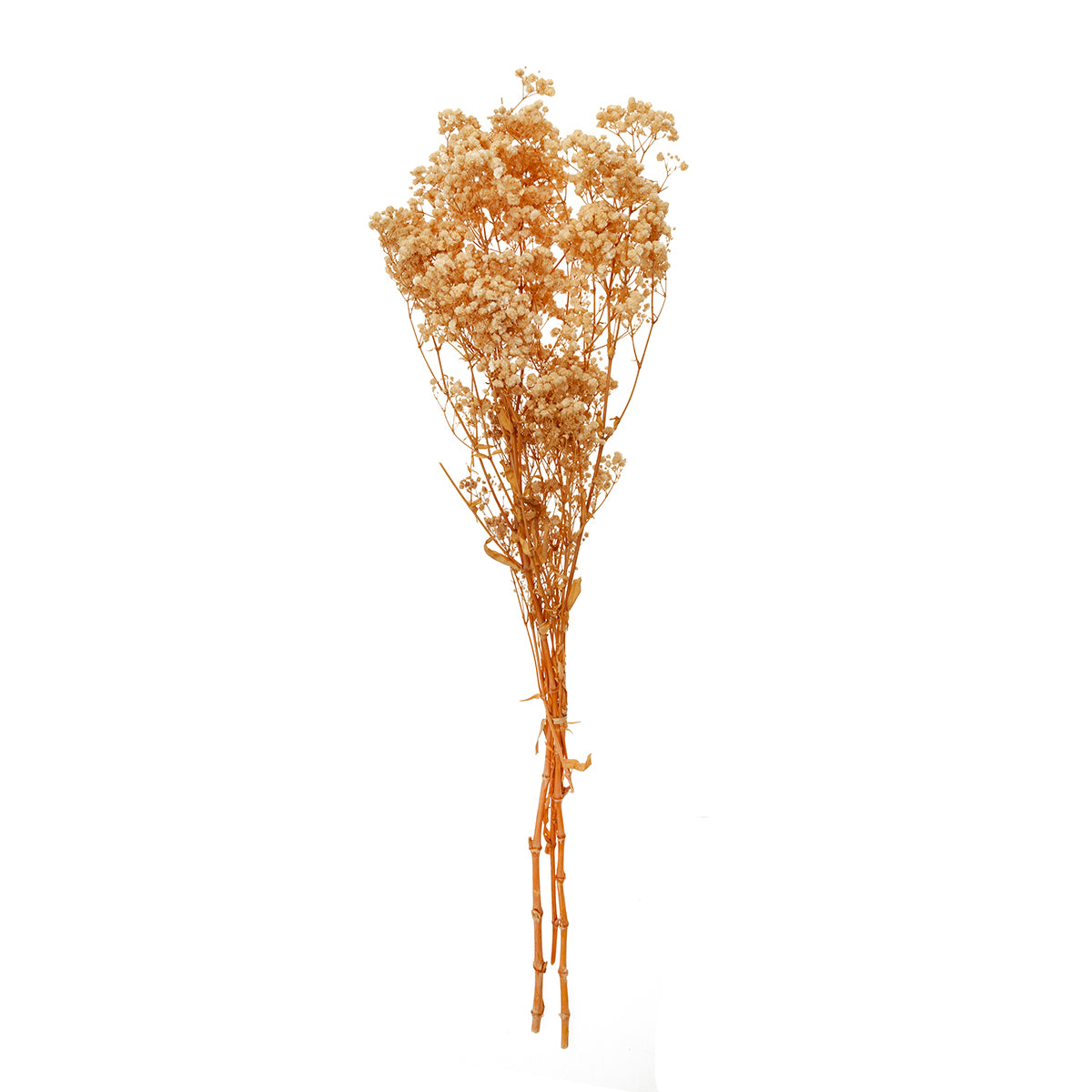 Gypsophila bola