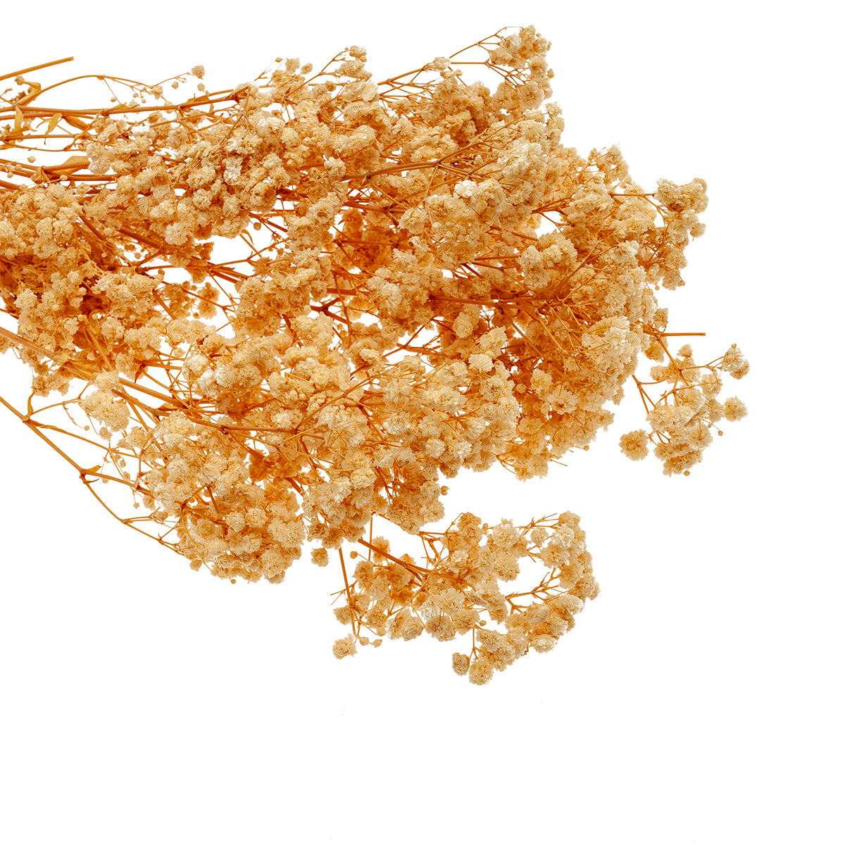 Gypsophila bola