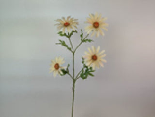 Branca daisy