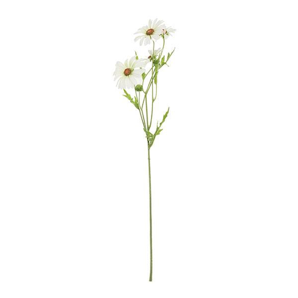 Rama Daisy 60 Cm / Cr.