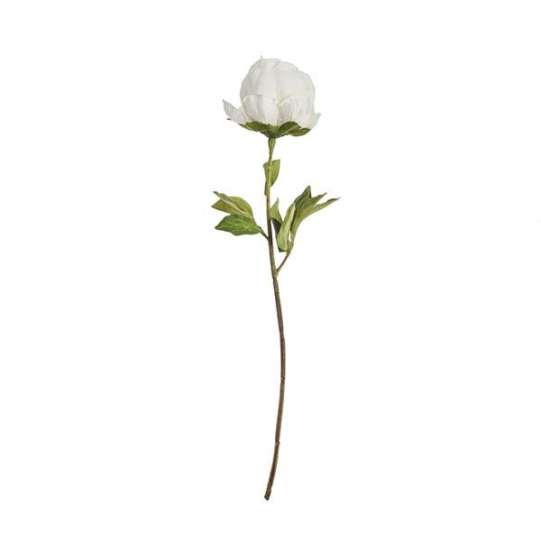 Rama Peonia Blanca