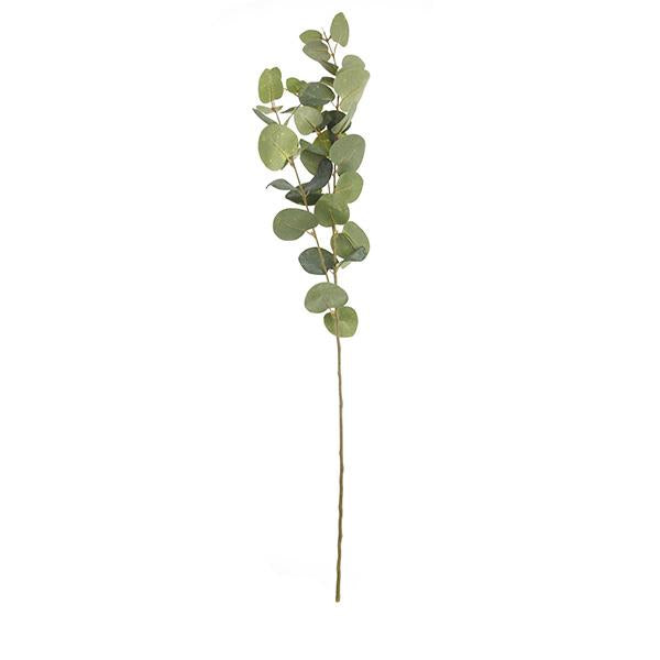 Branca d'eucaliptus