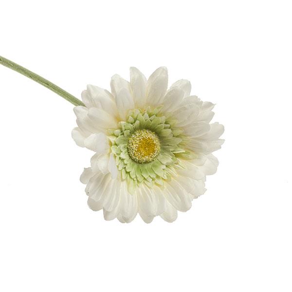 Rama Gerbera