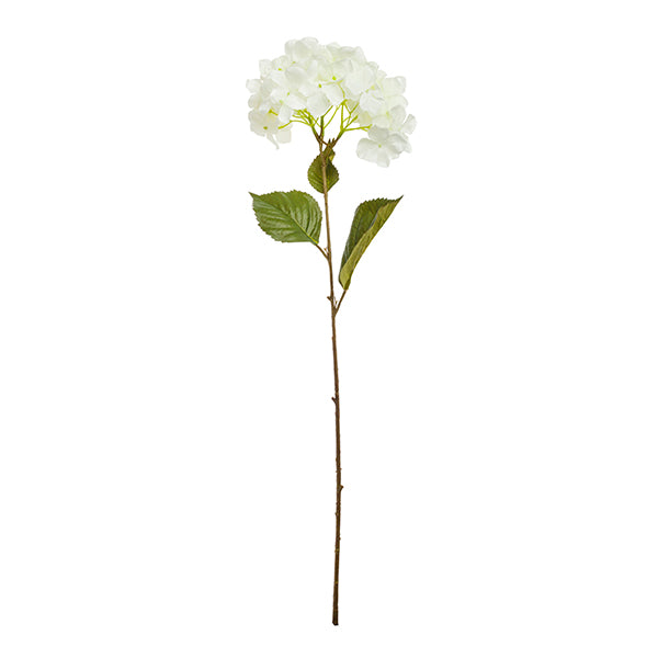 Rama hortensia