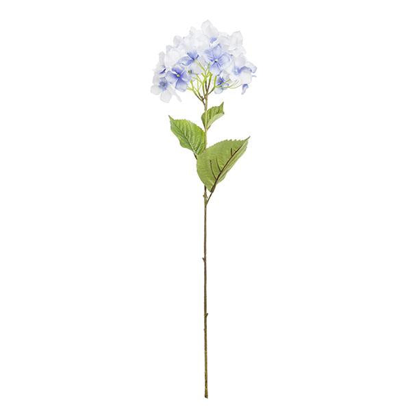 Branca hortènsia