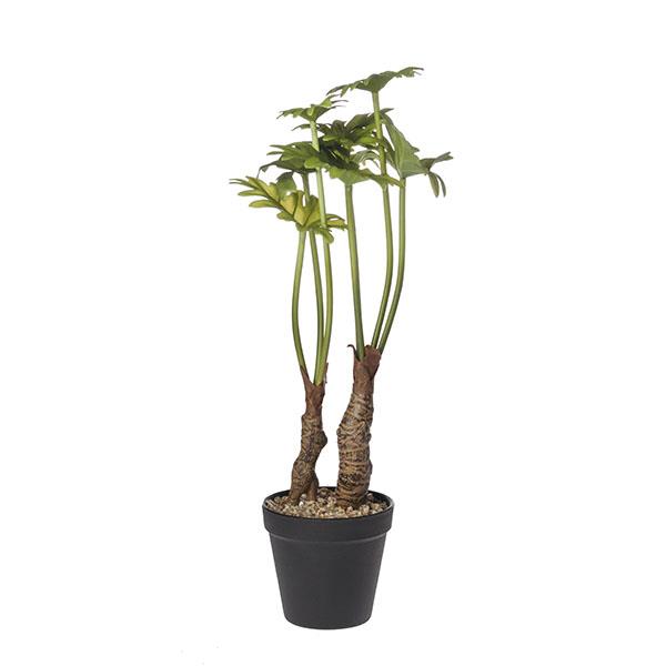 Split taro plant with 43cm pot.