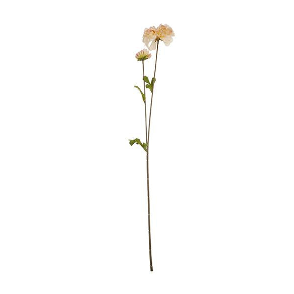 2 Ramas Zinnia