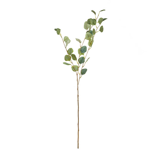 Eucalyptus tak