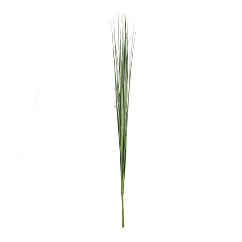 Branch isolepsis
