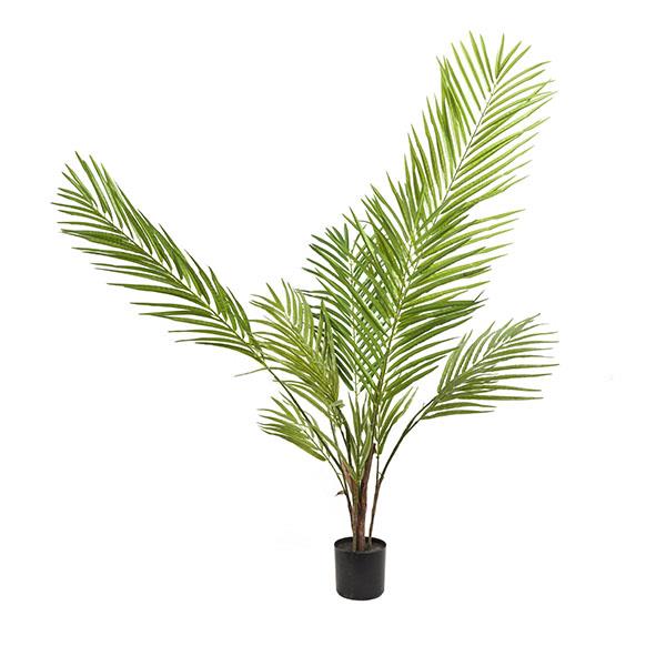 Planta areca palm