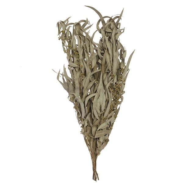 Racim d’Eucaliptus