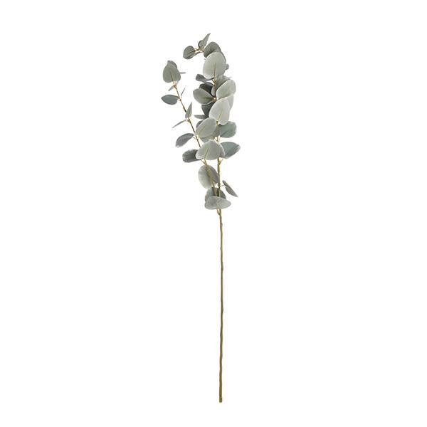 Branca d'eucaliptus