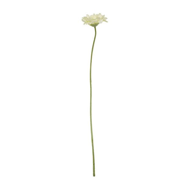 Branca de gerbera