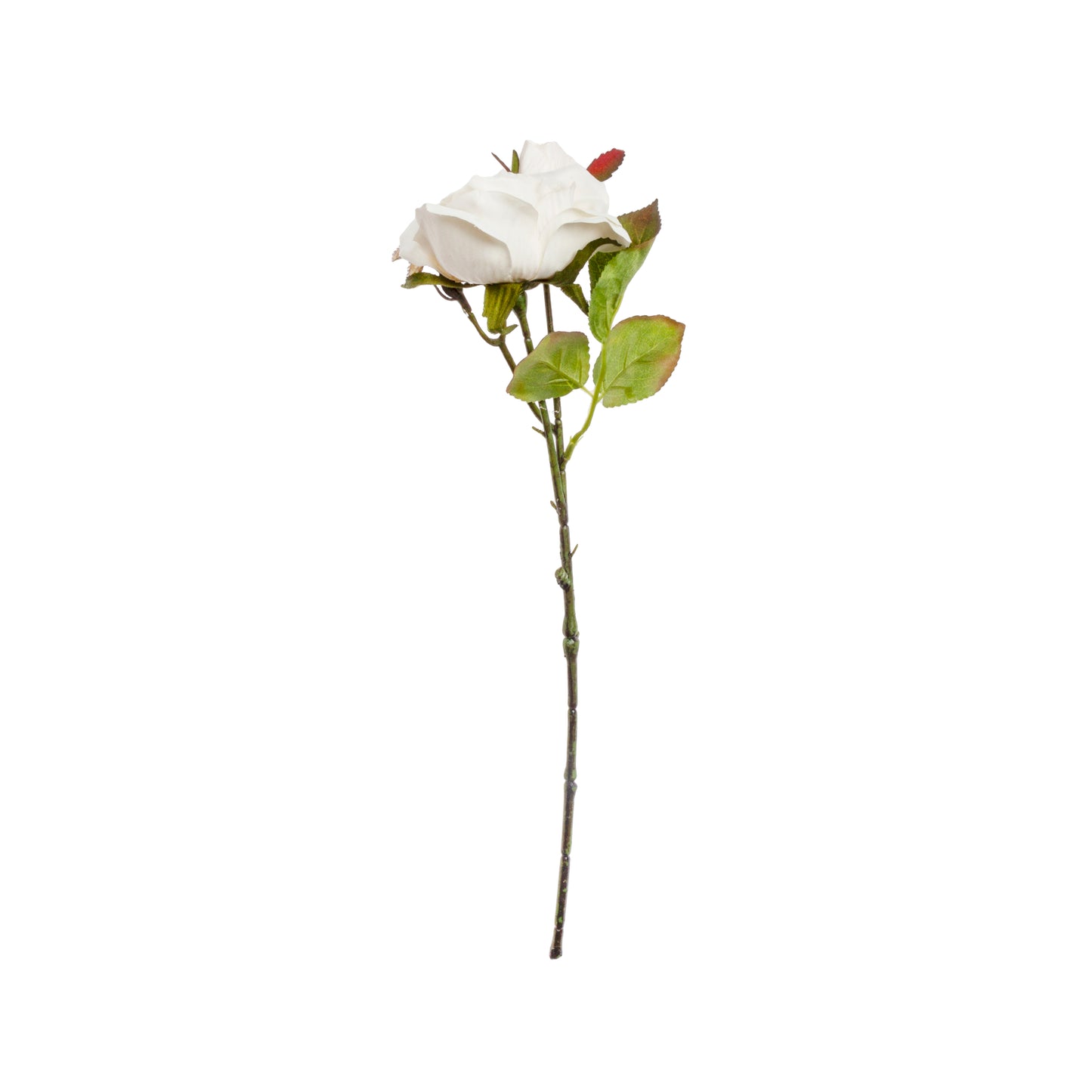 1010400128_imagen1