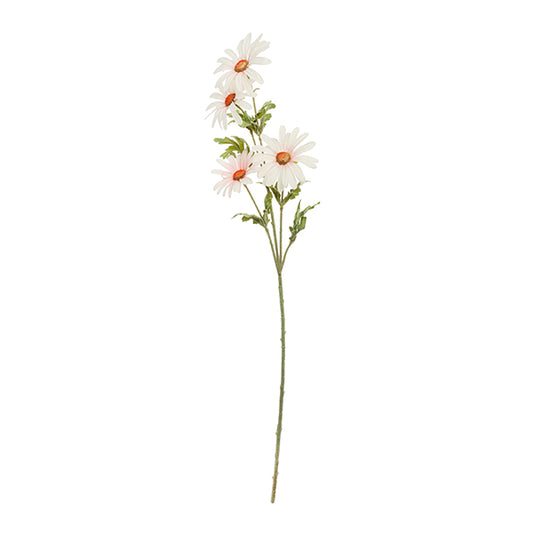 Rama Daisy