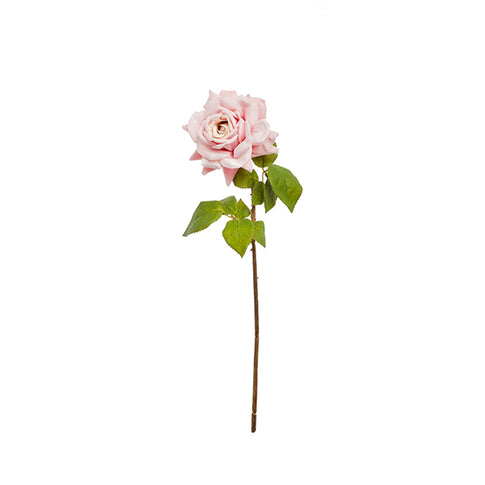 BRANCHE ROSE