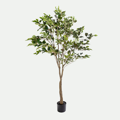 Ficus tree with base