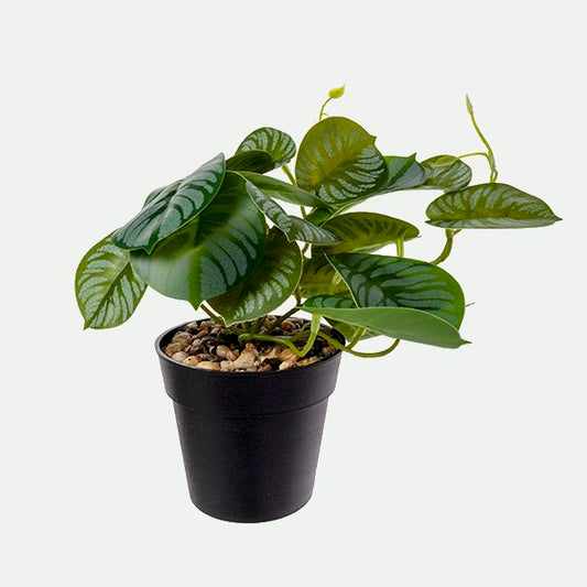 Calathea avec base