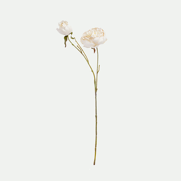 Peony