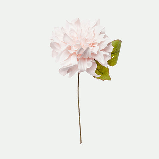 Cueillette de dahlias