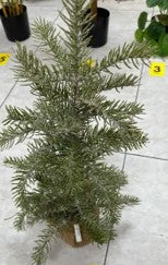 Pine with jute base