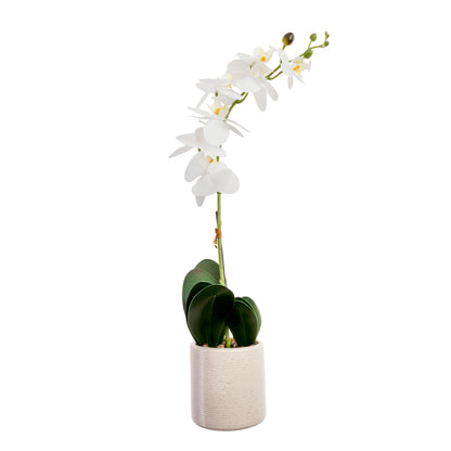 Orchidea con vaso da 57cm Bl.