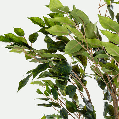 Ficus tree with base