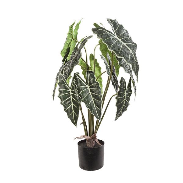 Planta syngonium