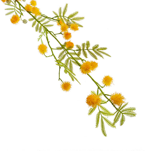 Rama mimosa