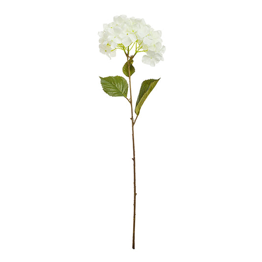 Hortensia Rama
