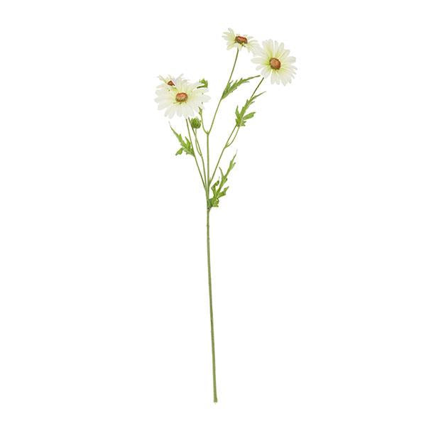 RAMA DAISY