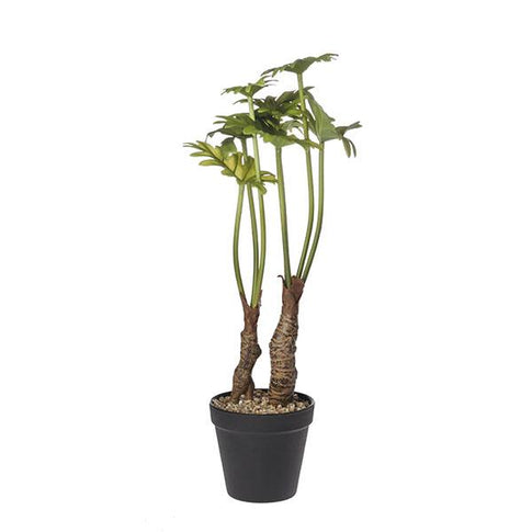 Planta split taro con maceta 43cm ve.
