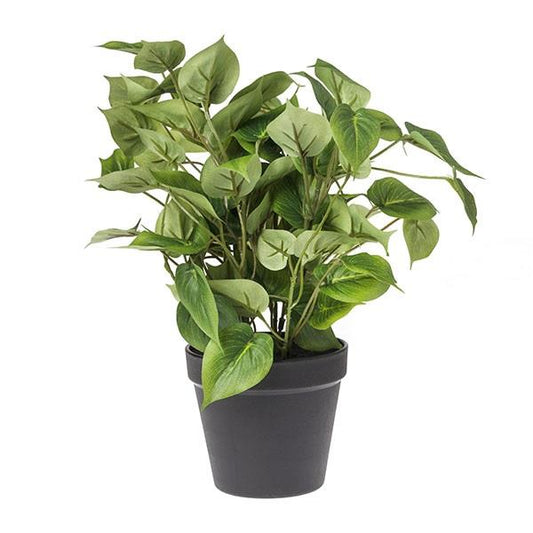 Philo plant