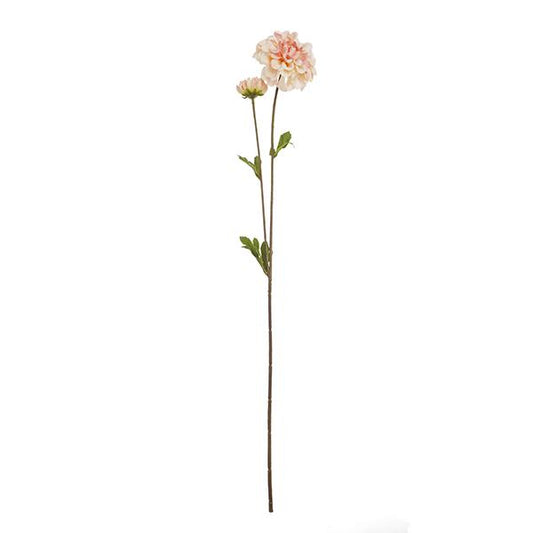 2 ramas dalia