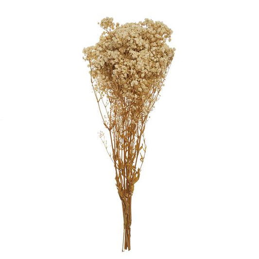 Rama Gypsophyla