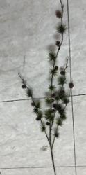 1010400251_imagen1