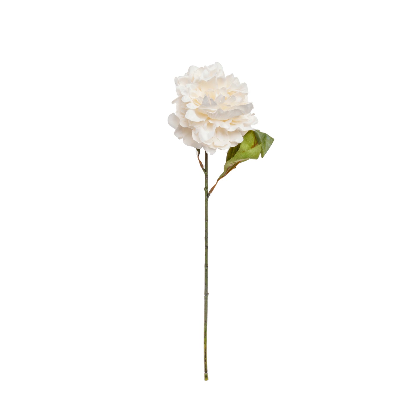 1010400142_imagen1