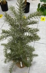 1010400249_image1